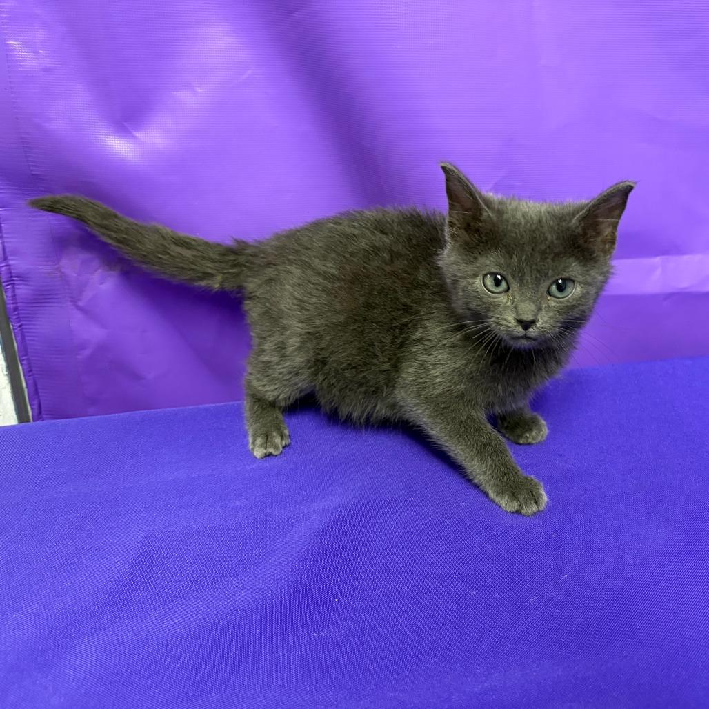 Dee, Adoptable, Kitten Male Domestic Medium Hair.