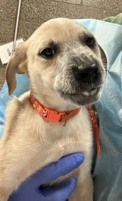 Enlarge Bang, a Adoptable mixed breed in Eugene, OR image 1/2