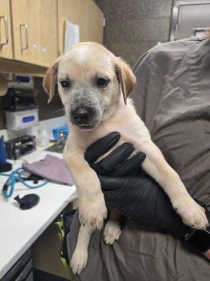 Enlarge Bang, a Adoptable mixed breed in Eugene, OR image 2/2