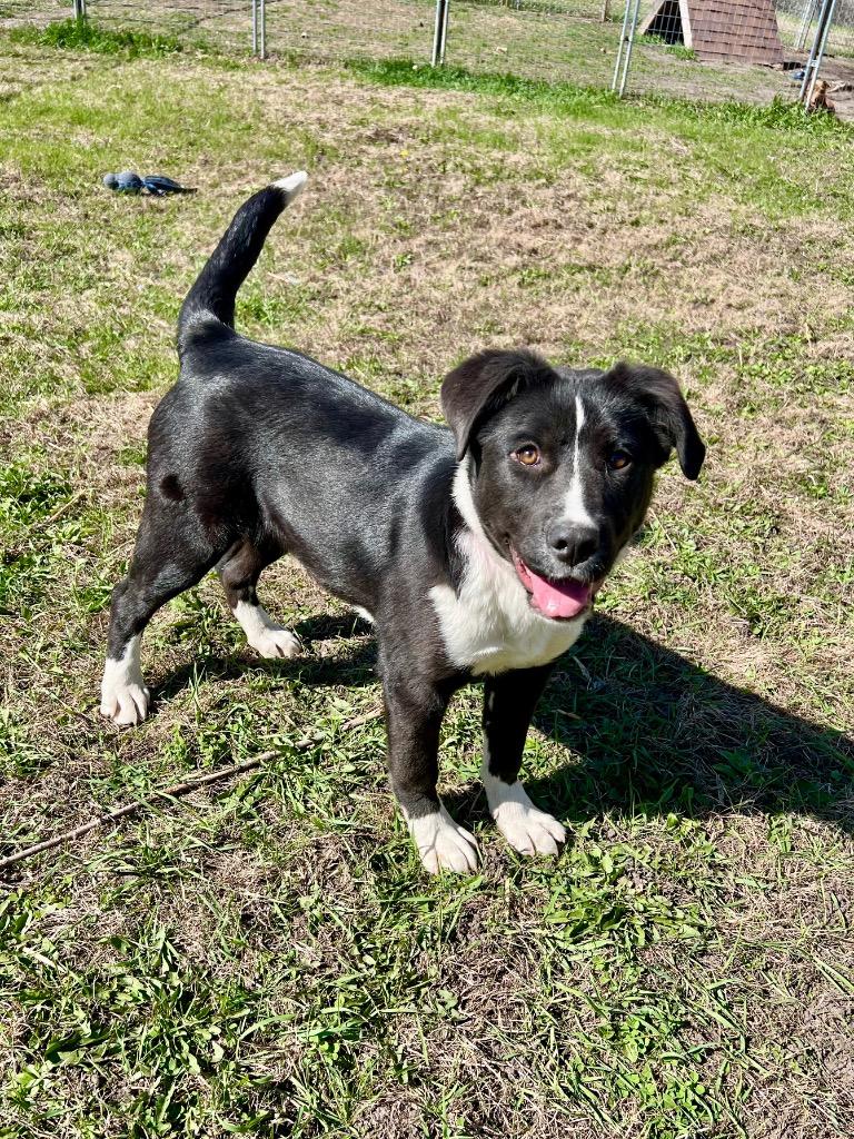 Fiora, Adoptable, Young Female Collie & Mixed Breed.