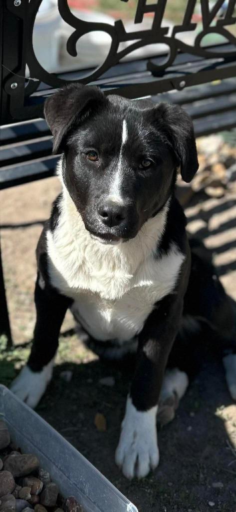 Fiora, a Adoptable mixed breed in Saint James, MN image 2/4