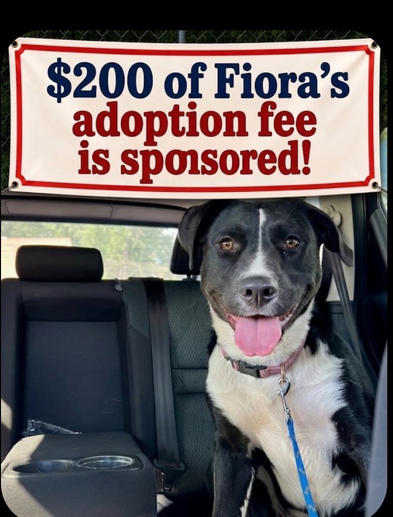 Enlarge Fiora, a Adoptable mixed breed in Saint James, MN image 3/6