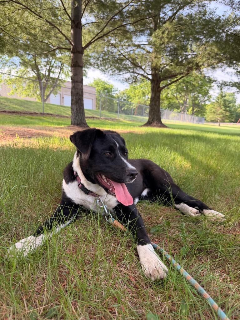 Enlarge Fiora, a Adoptable mixed breed in Saint James, MN image 3/5