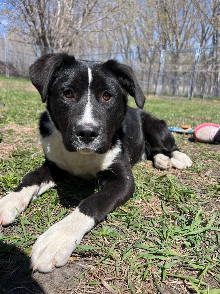 Fiora, a Adoptable mixed breed in Saint James, MN image 4/4