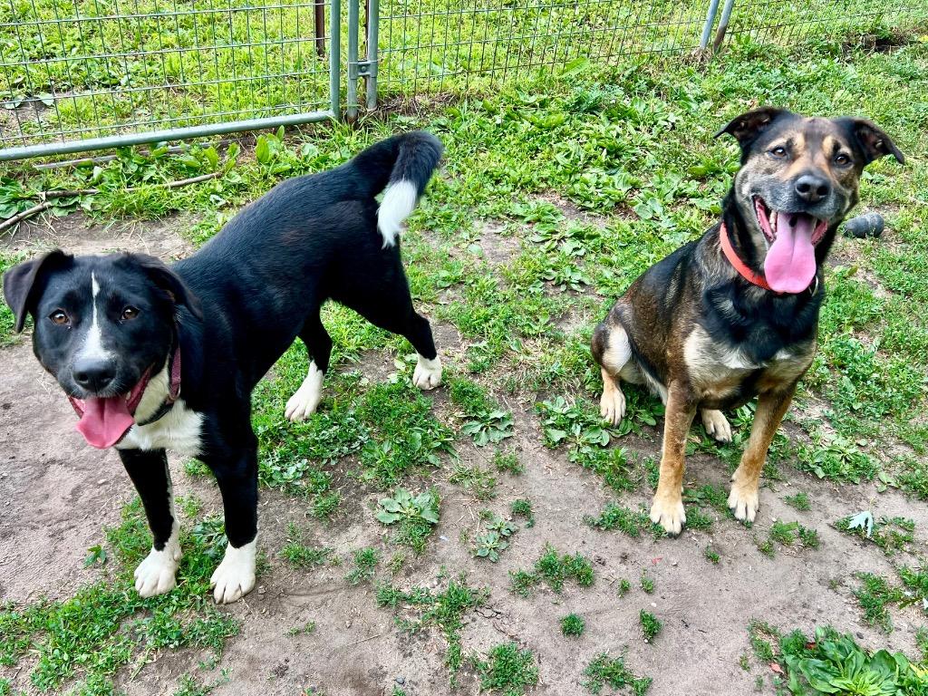 Enlarge Fiora, a Adoptable mixed breed in Saint James, MN image 5/5