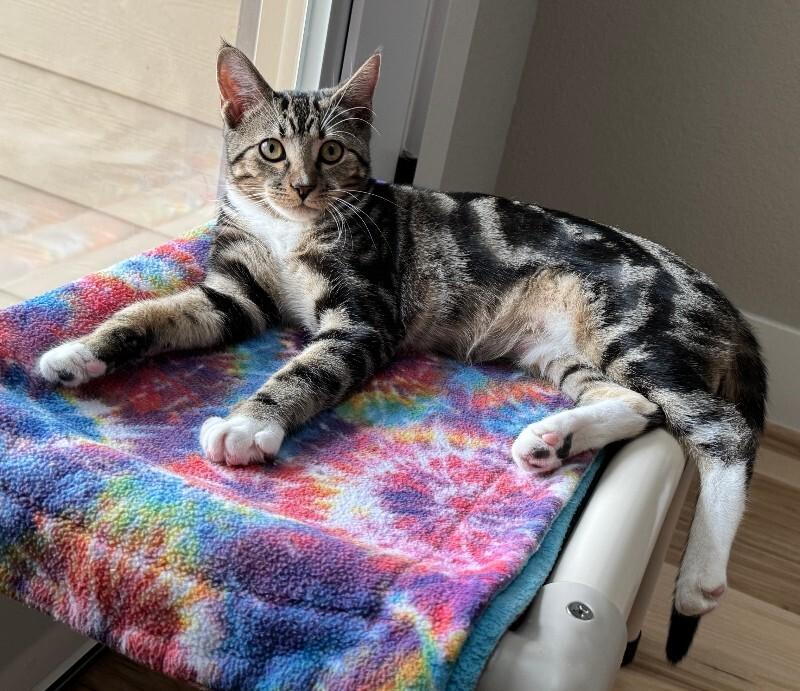 Meerkat, Adoptable, Adult Female Domestic Short Hair.