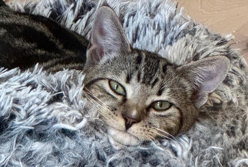 Enlarge Meerkat, a Adoptable Domestic Short Hair in Fort Collins, CO image 2/6