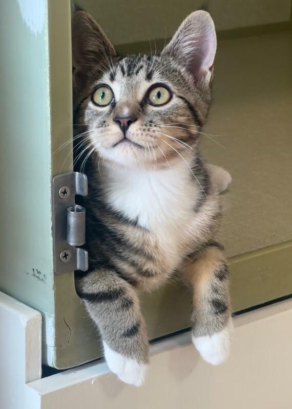 Enlarge Meerkat, a Adoptable Domestic Short Hair in Fort Collins, CO image 3/6