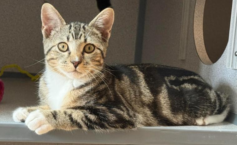 Enlarge Meerkat, a Adoptable Domestic Short Hair in Fort Collins, CO image 4/6