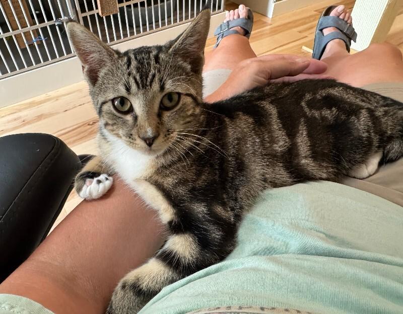 Enlarge Meerkat, a Adoptable Domestic Short Hair in Fort Collins, CO image 5/6