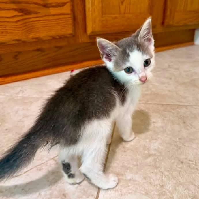Lucille, Adoptable, Kitten Female Domestic Short Hair.