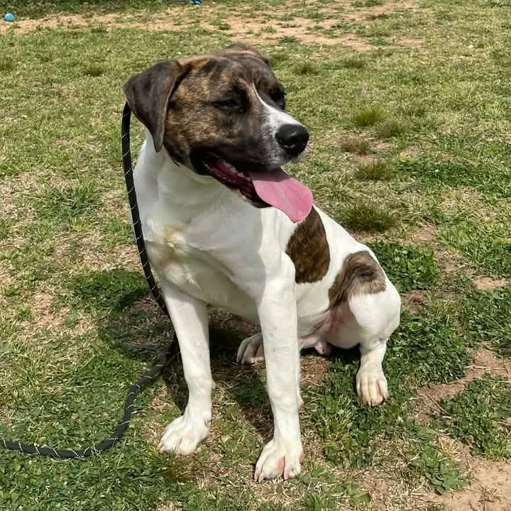 Charlie, Adoptable, Young Male Pit Bull Terrier.