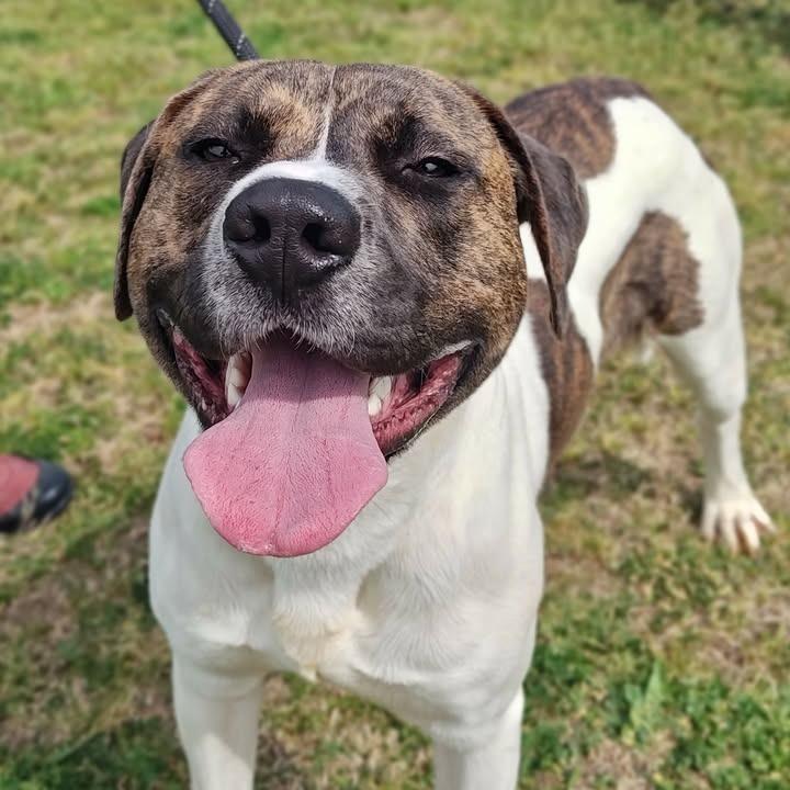 Enlarge Charlie, a Adoptable Pit Bull Terrier in Springdale, AR image 2/6