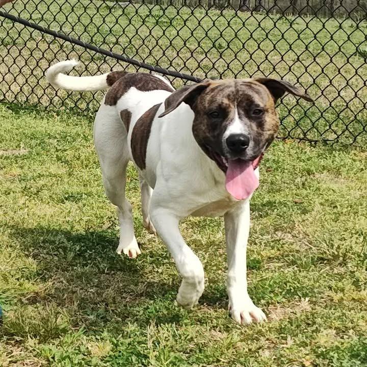 Enlarge Charlie, a Adoptable Pit Bull Terrier in Springdale, AR image 3/6