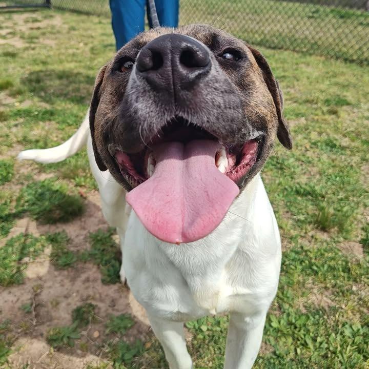 Enlarge Charlie, a Adoptable Pit Bull Terrier in Springdale, AR image 4/6