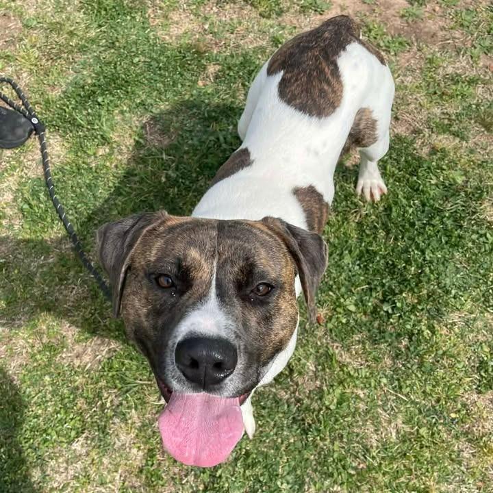 Enlarge Charlie, a Adoptable Pit Bull Terrier in Springdale, AR image 5/6