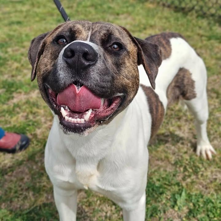 Enlarge Charlie, a Adoptable Pit Bull Terrier in Springdale, AR image 6/6