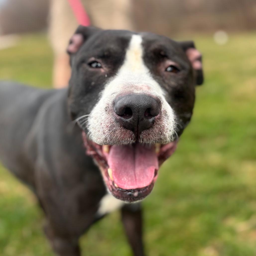 Apple Pie, Adoptable, Adult Female Pit Bull Terrier.