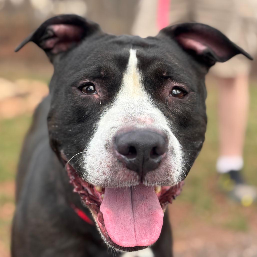 Enlarge Apple Pie, a Adoptable Pit Bull Terrier in York, PA image 2/5