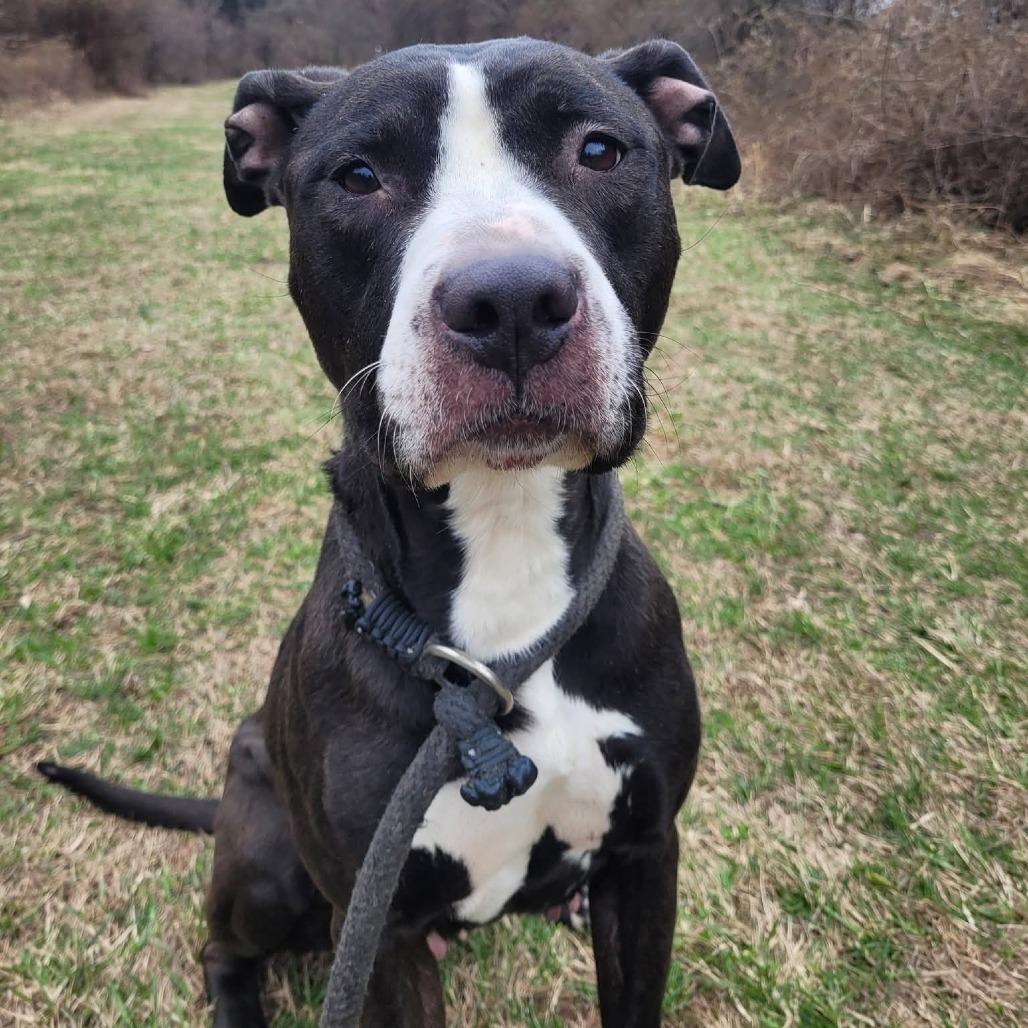 Enlarge Apple Pie, a Adoptable Pit Bull Terrier in York, PA image 3/5