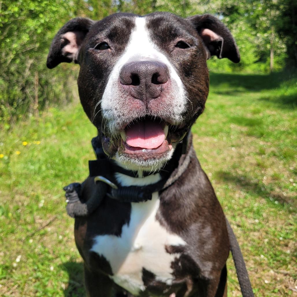 Enlarge Apple Pie, a Adoptable Pit Bull Terrier in York, PA image 3/5
