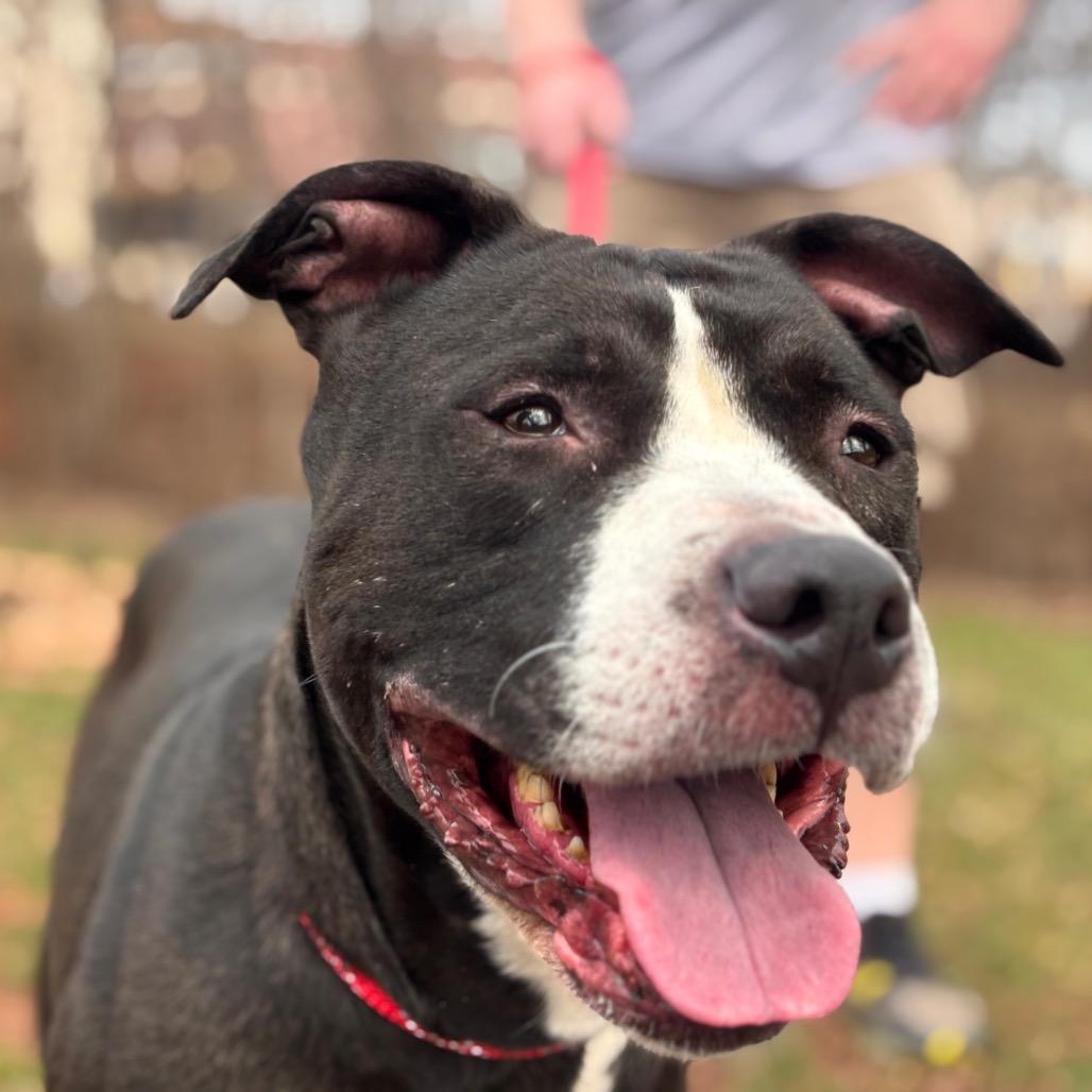 Enlarge Apple Pie, a Adoptable Pit Bull Terrier in York, PA image 4/5