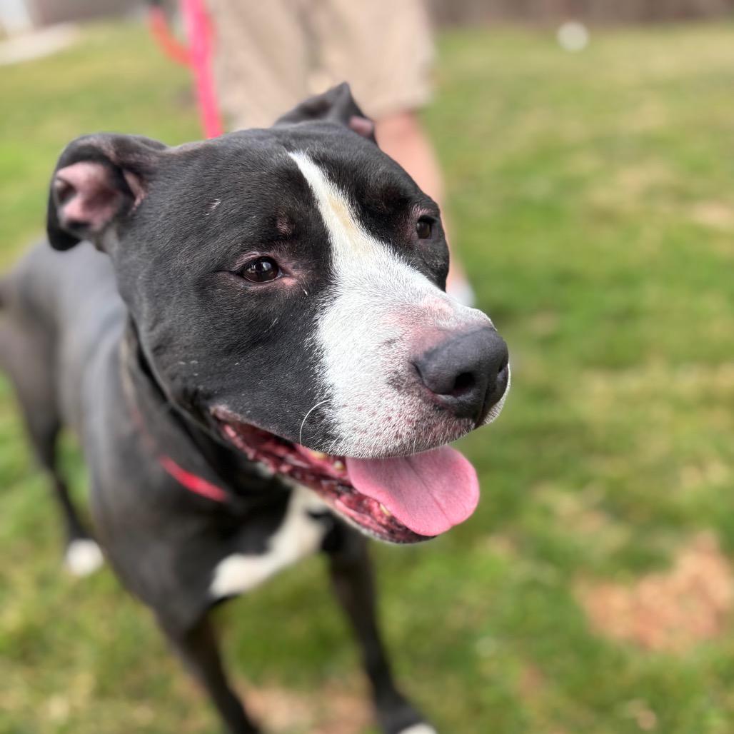 Enlarge Apple Pie, a Adoptable Pit Bull Terrier in York, PA image 5/5