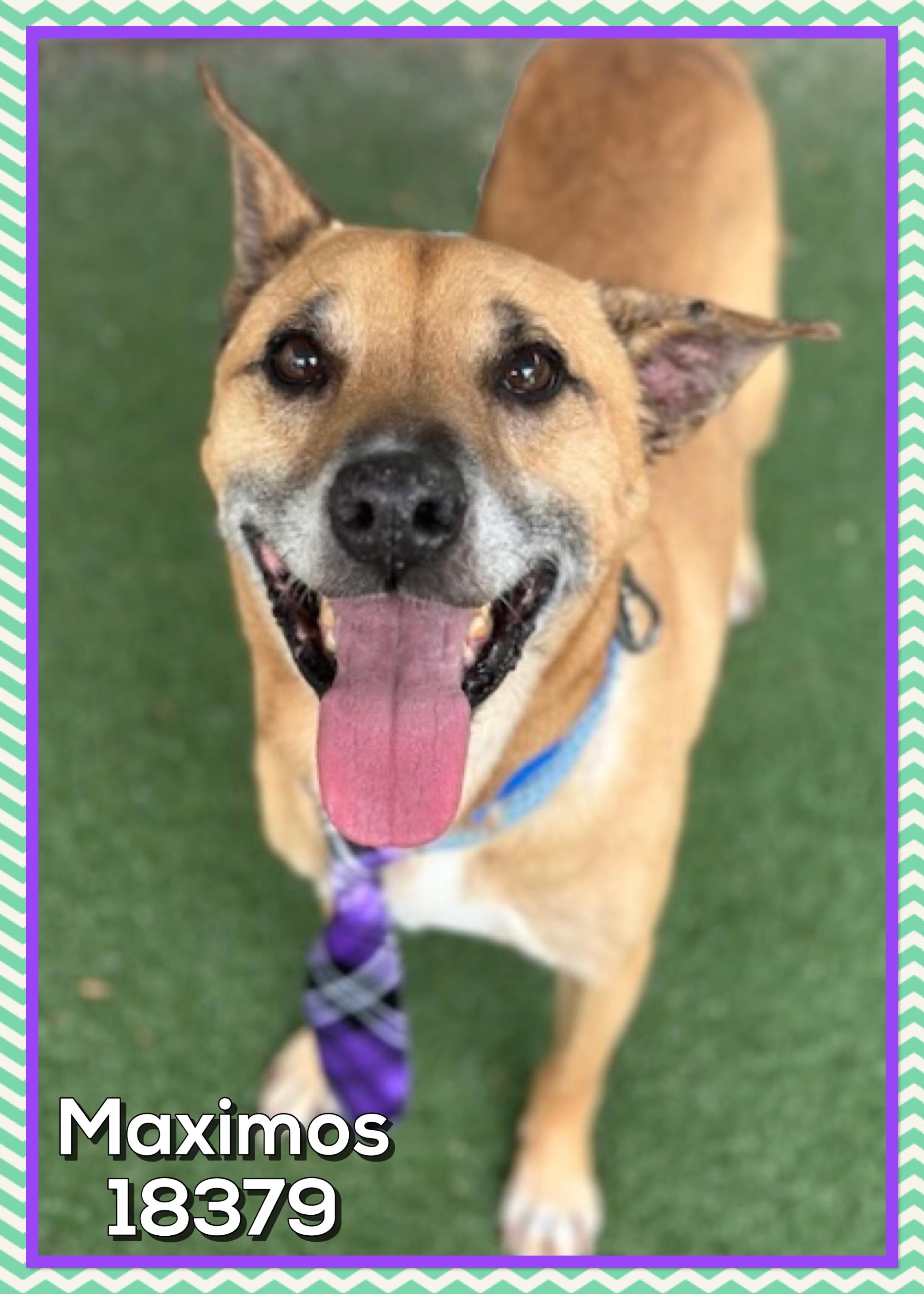MAXIMOS, a ADOPTABLE mixed breed in Marietta, GA image 5/5