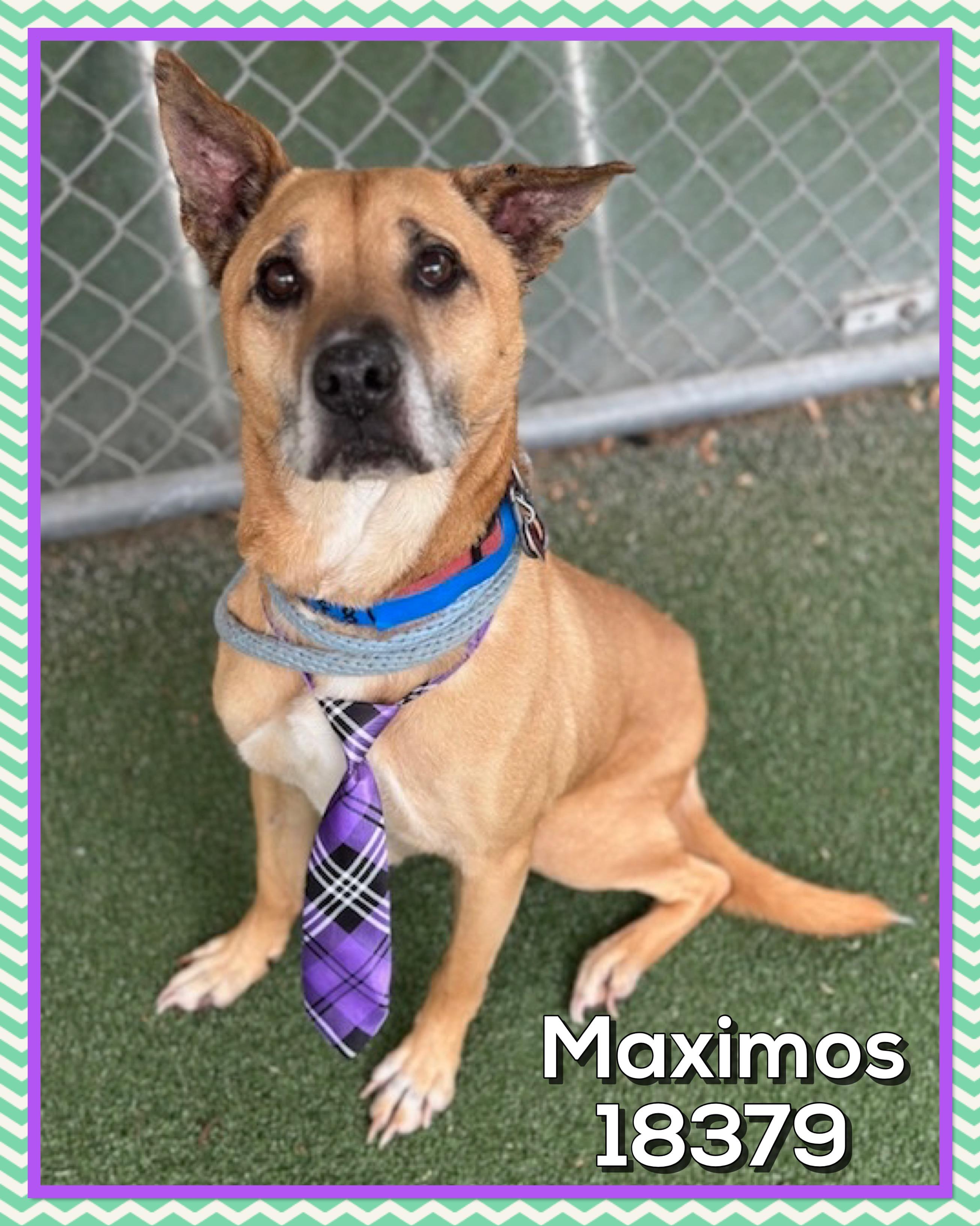 MAXIMOS, a ADOPTABLE mixed breed in Marietta, GA image 3/5