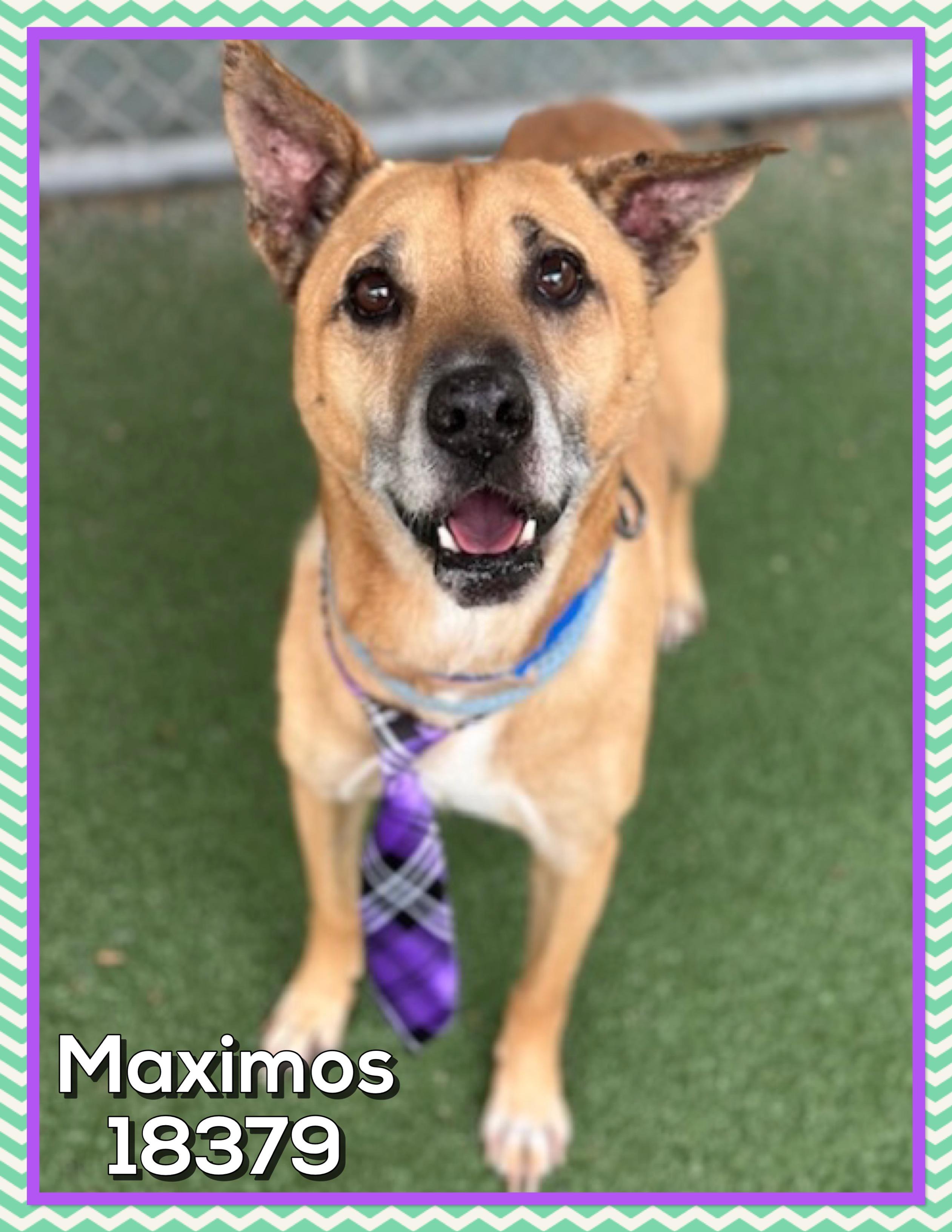 MAXIMOS, a ADOPTABLE mixed breed in Marietta, GA image 2/5