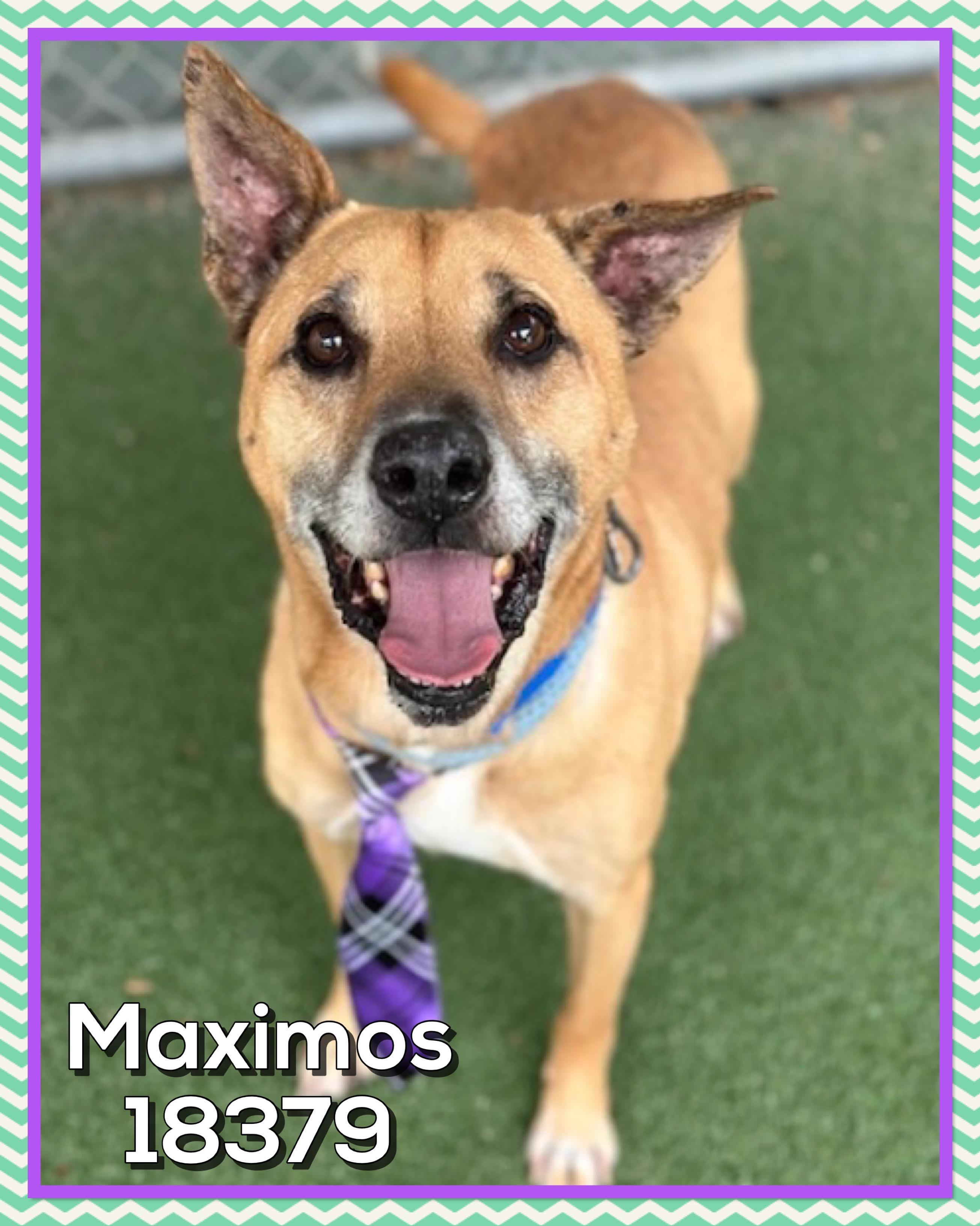 MAXIMOS, a ADOPTABLE mixed breed in Marietta, GA image 1/5