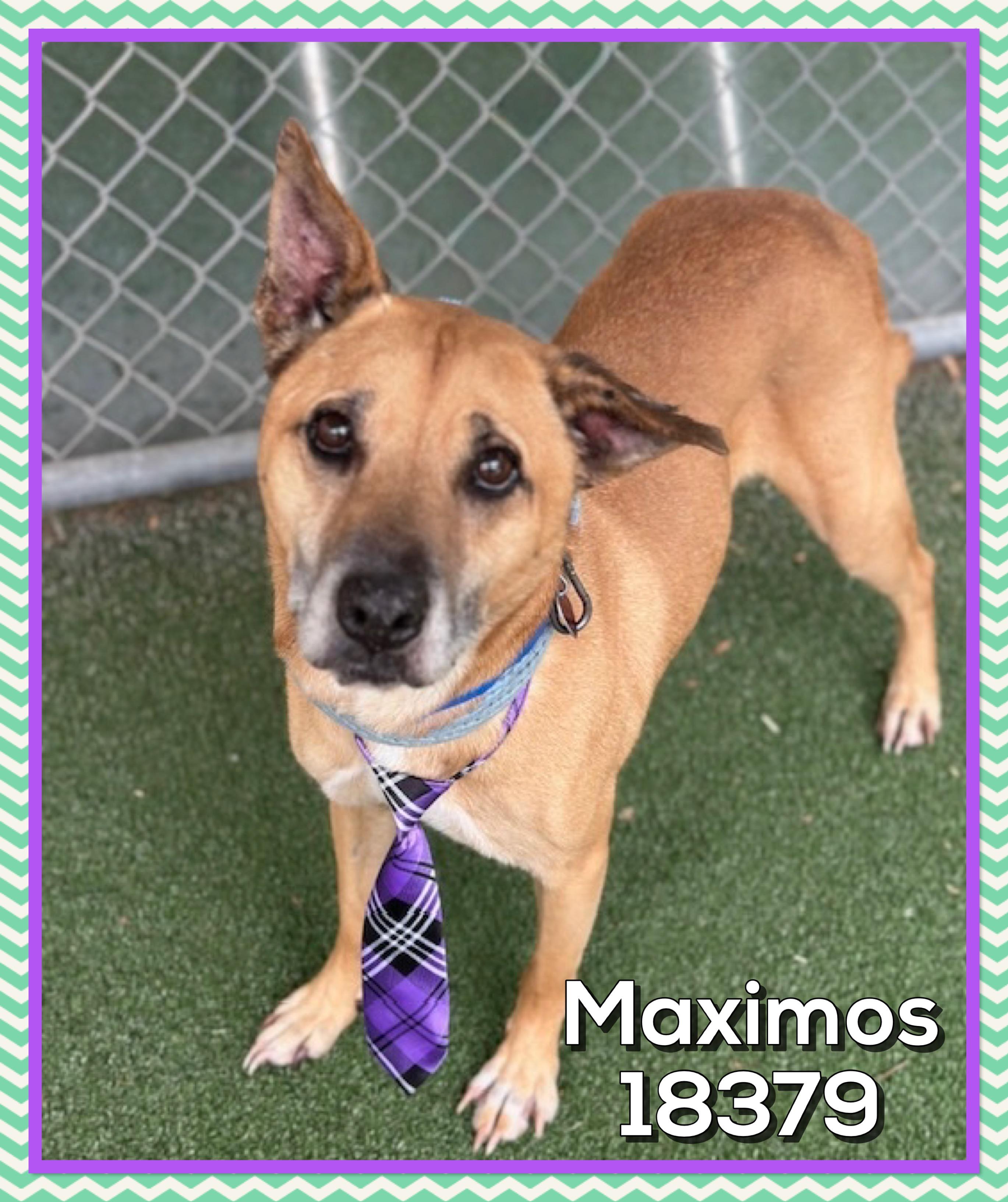 MAXIMOS, a ADOPTABLE mixed breed in Marietta, GA image 4/5