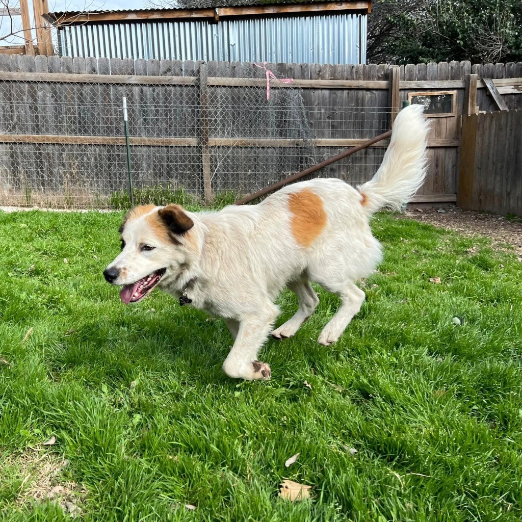 Dog for adoption Magellan, an Australian Shepherd Mix in Bothell, WA