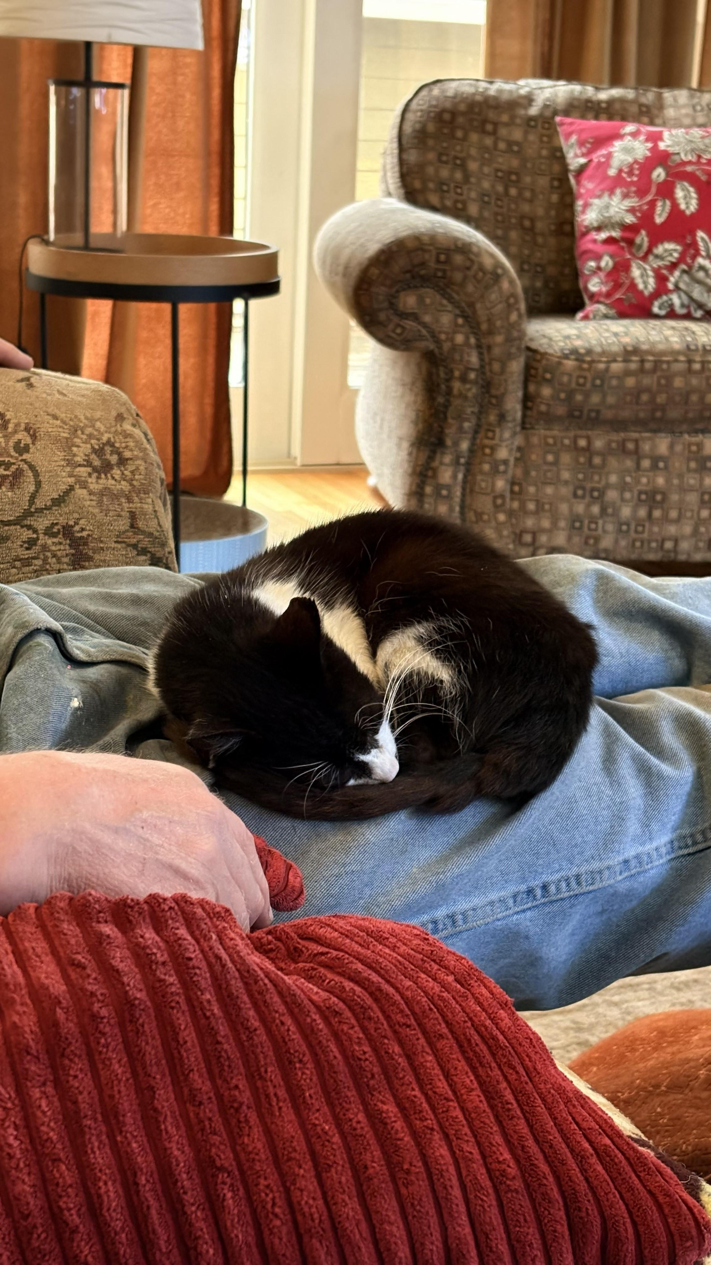 Enlarge Monty, a ADOPTABLE Domestic Short Hair in Farmington, MN image 4/5