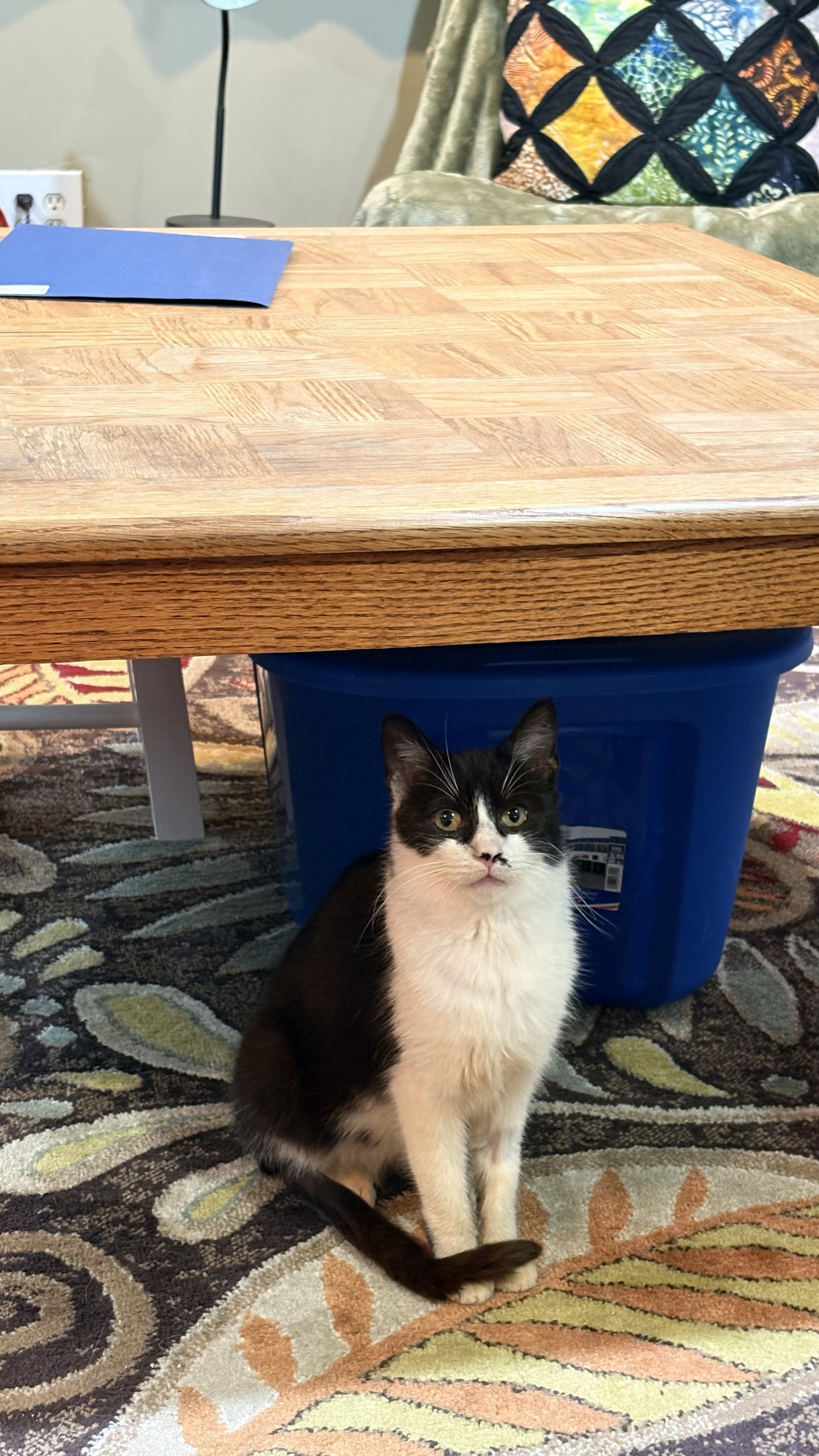Enlarge Monty, a ADOPTABLE Domestic Short Hair in Farmington, MN image 3/5