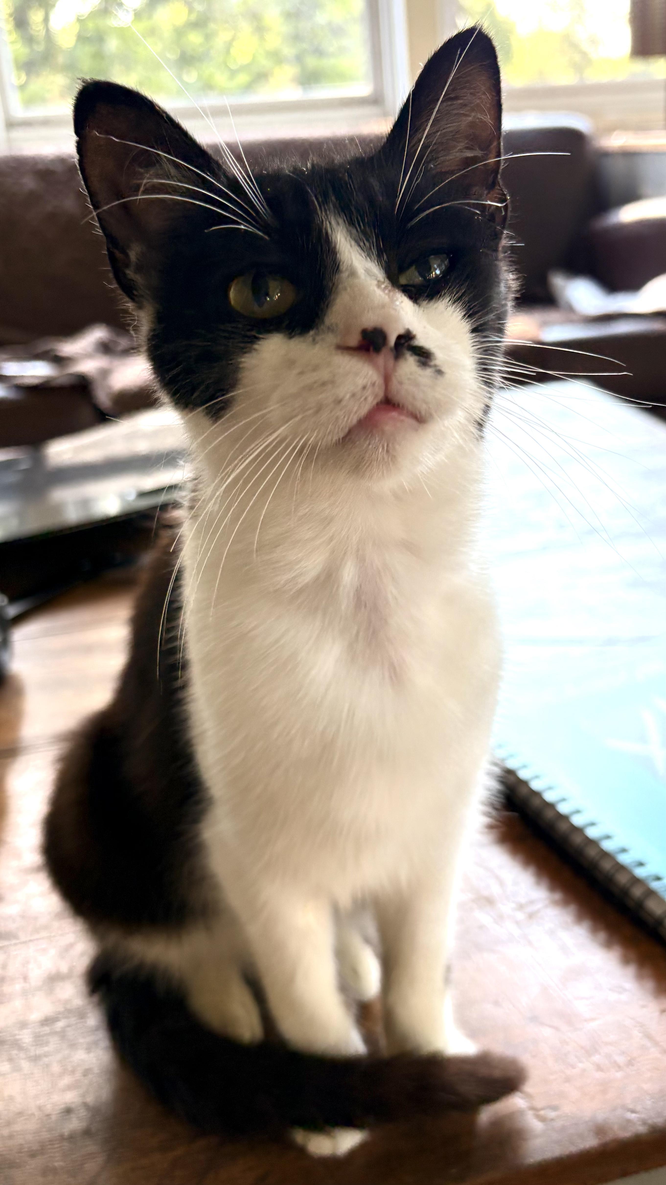 Monty, ADOPTABLE, Young Male Domestic Short Hair.
