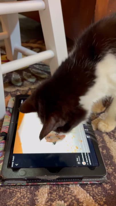 Enlarge Monty, a ADOPTABLE Domestic Short Hair in Farmington, MN video 2/5