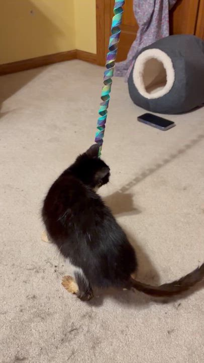 Enlarge Monty, a ADOPTABLE Domestic Short Hair in Farmington, MN video 5/5