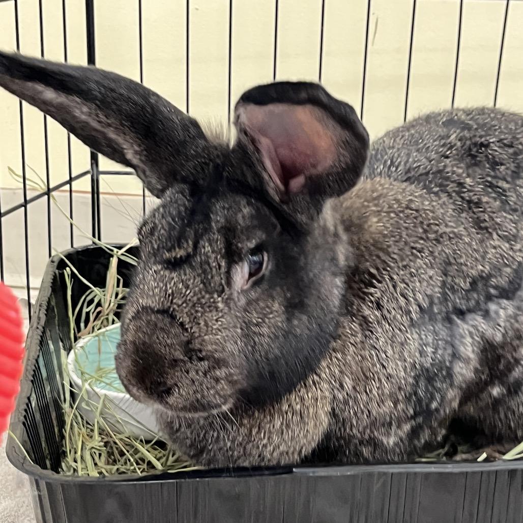 10,000 Grand, a Adoptable Flemish Giant in Bedford, NH image 1/6