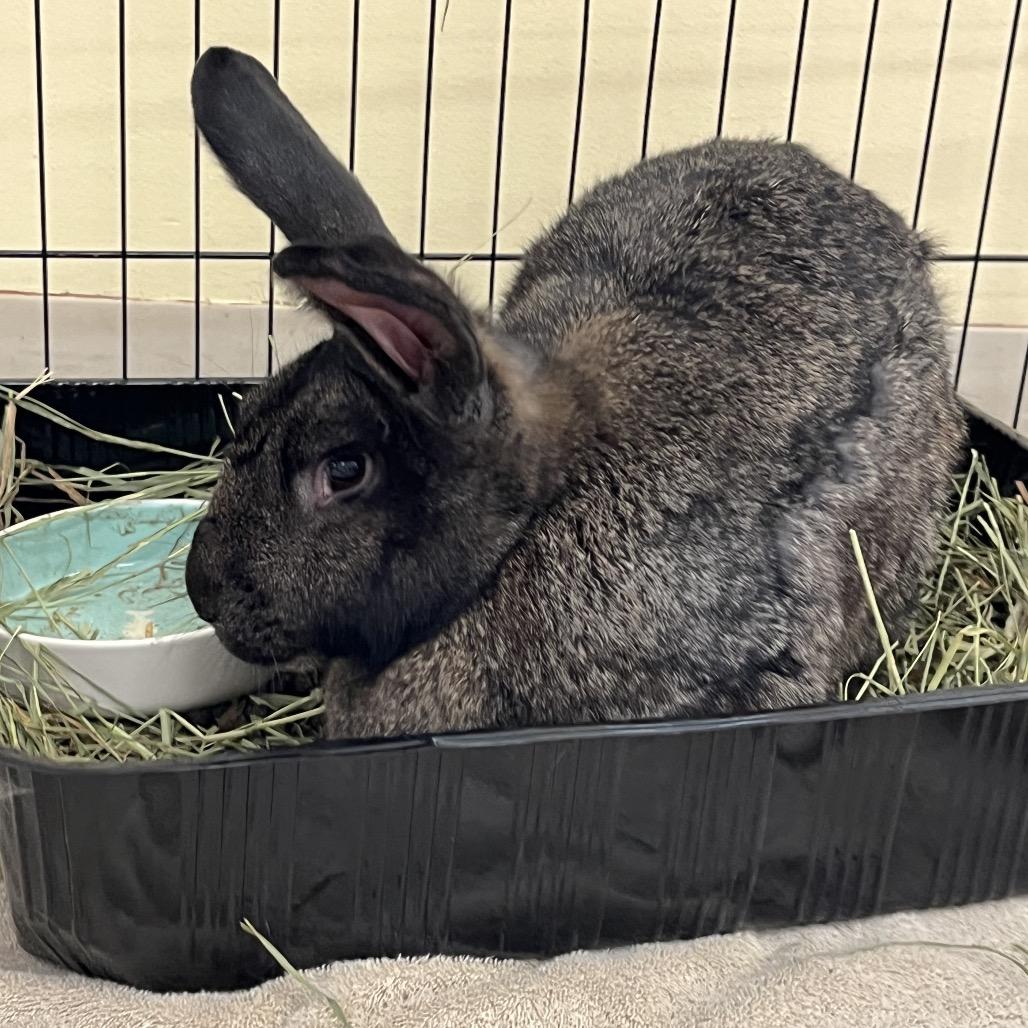 10,000 Grand, a Adoptable Flemish Giant in Bedford, NH image 2/6