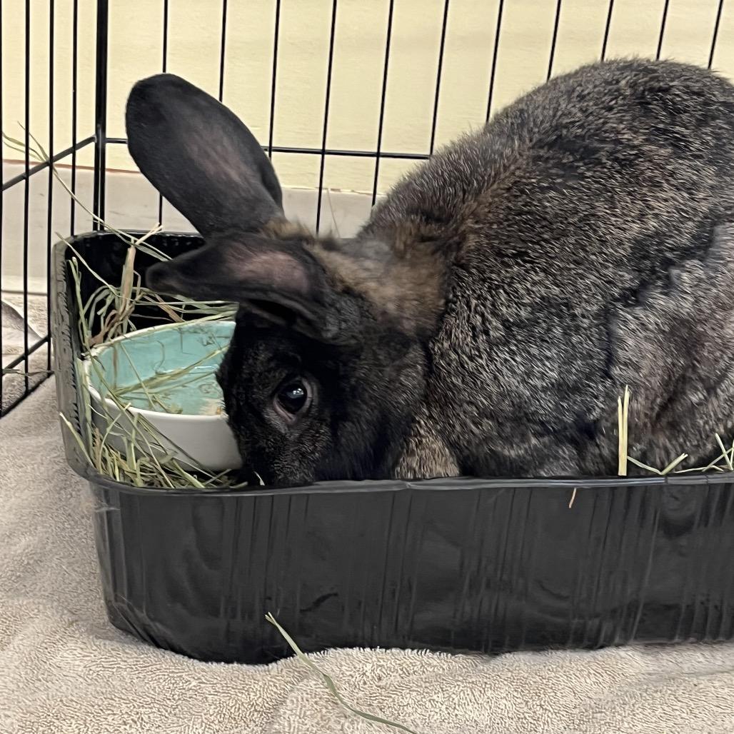 10,000 Grand, a Adoptable Flemish Giant in Bedford, NH image 3/6