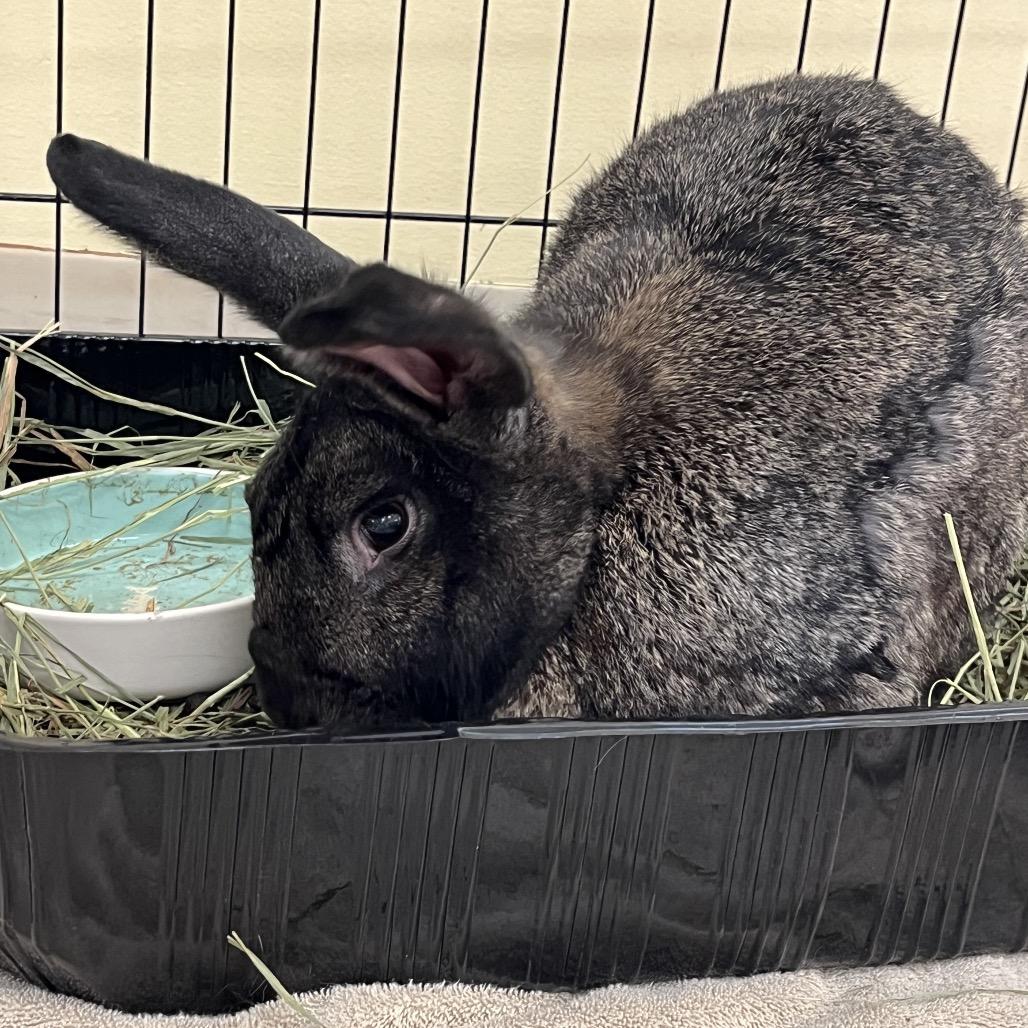 10,000 Grand, a Adoptable Flemish Giant in Bedford, NH image 4/6
