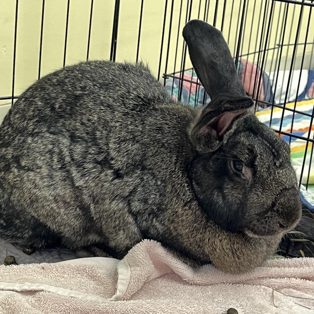 10,000 Grand, a Adoptable Flemish Giant in Bedford, NH image 5/6