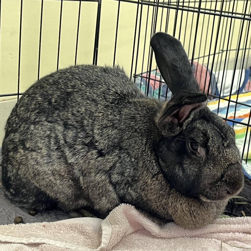 10,000 Grand, a Adoptable Flemish Giant in Bedford, NH image 6/6