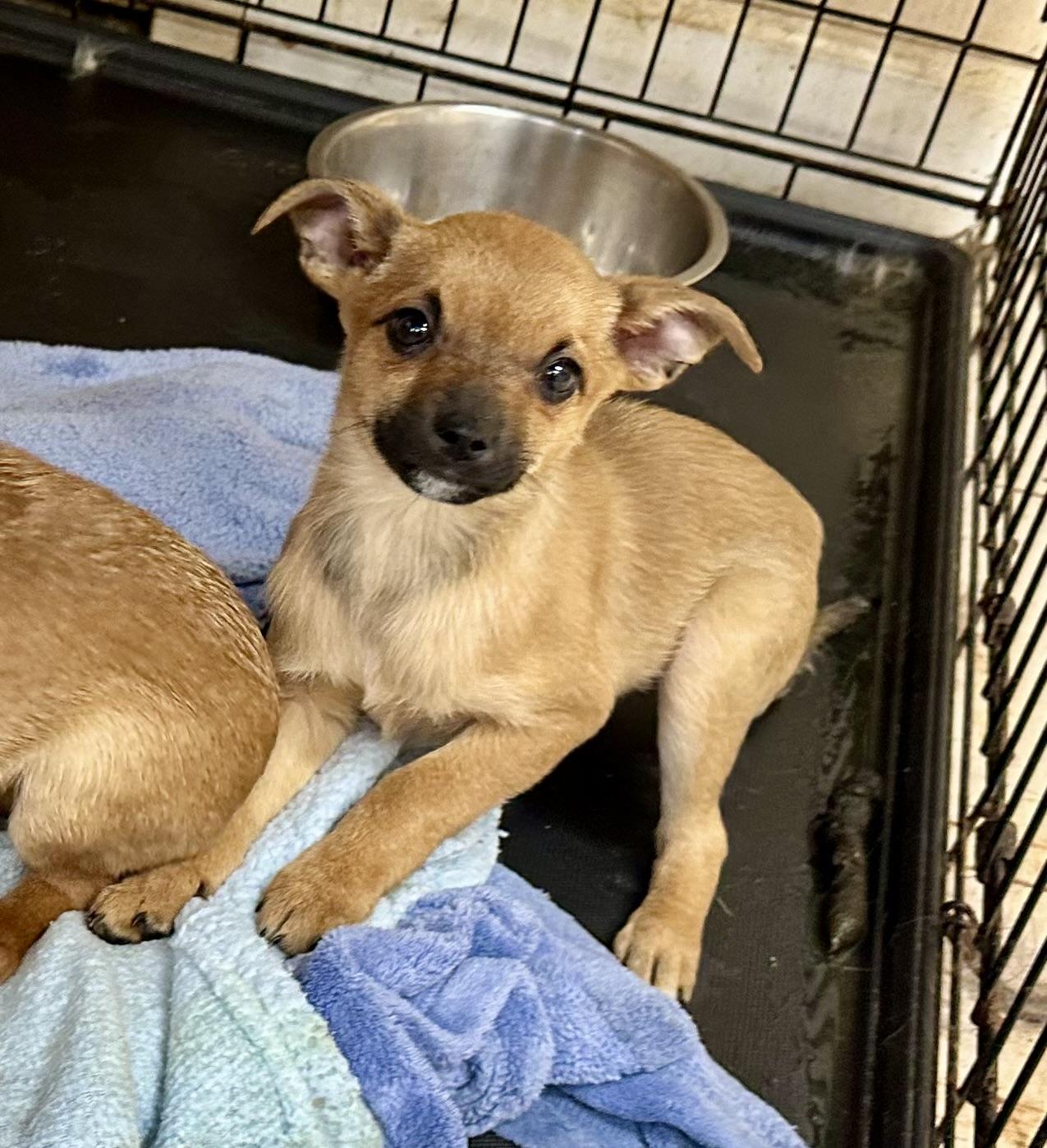 Enlarge 2 POUND PUPS!!  9 WEEK OLD CHI MIX, a ADOPTABLE mixed breed in Northwood, OH image 1/2