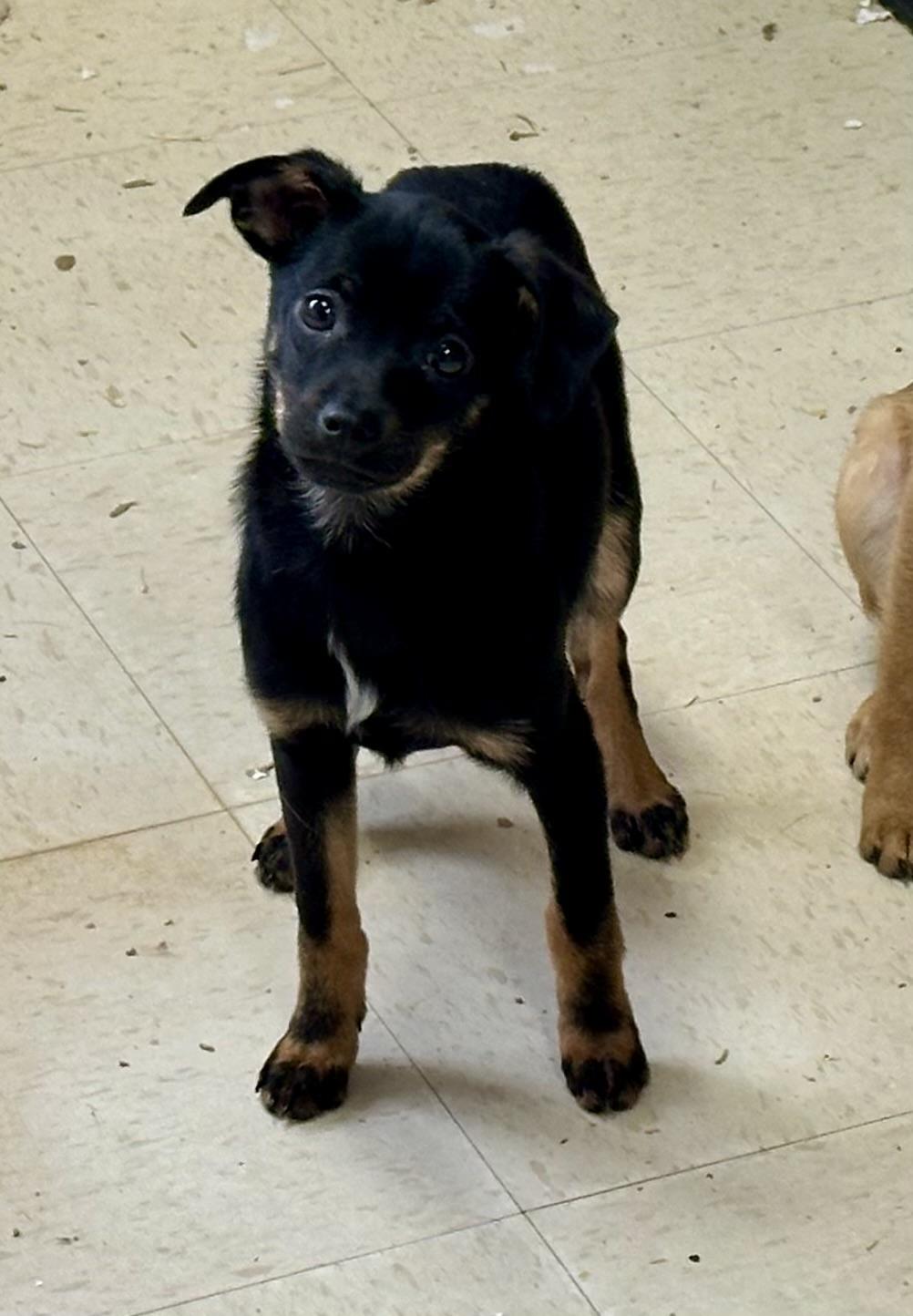 12 WEEKS OLD, ADOPTABLE, Puppy Female Chihuahua & Pomeranian.