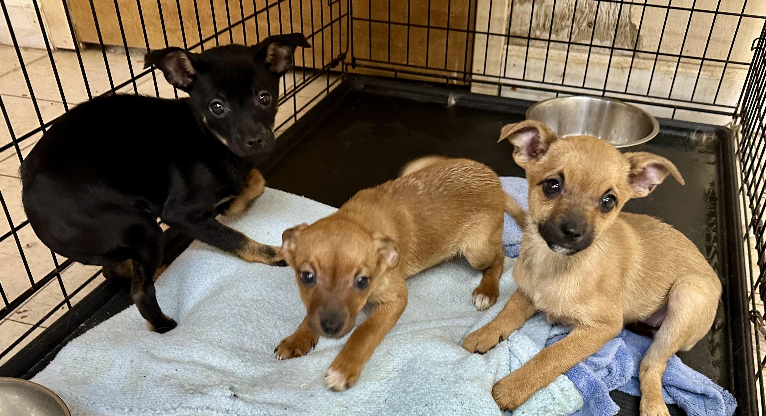 Enlarge 2 POUND PUPS!!  9 WEEK OLD CHI MIX, a ADOPTABLE mixed breed in Northwood, OH image 2/2
