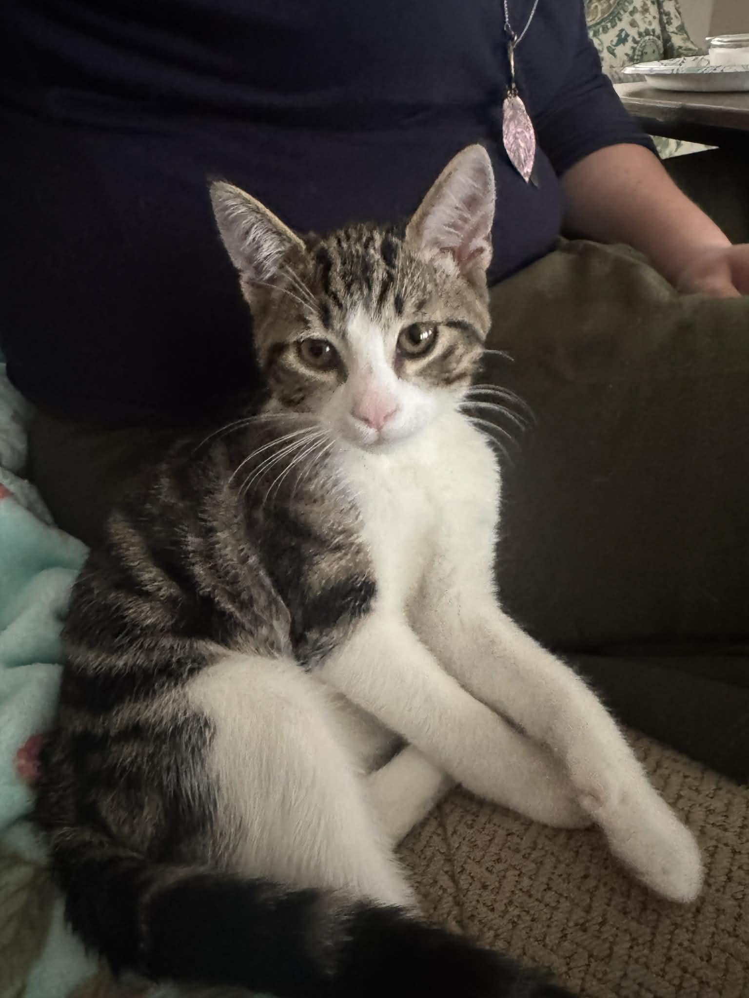 Enlarge Bingley kitten, an adopted Domestic Short Hair in Jackson, GA image 5/5