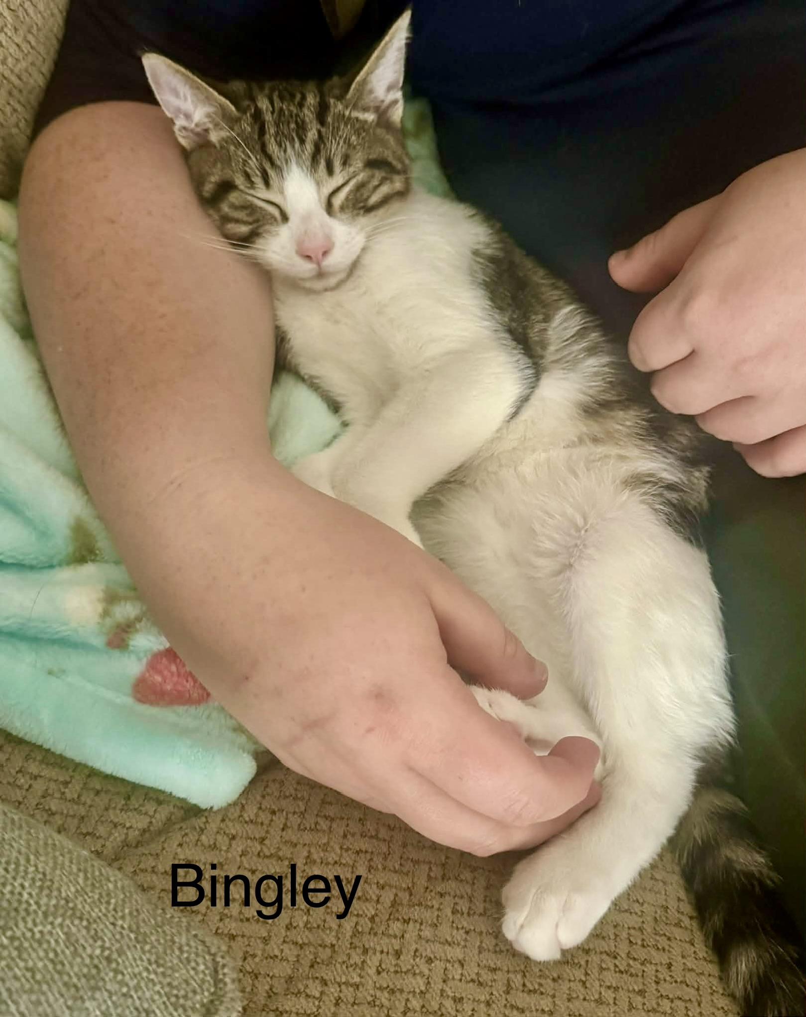 Enlarge Bingley kitten, an adopted Domestic Short Hair in Jackson, GA image 4/5