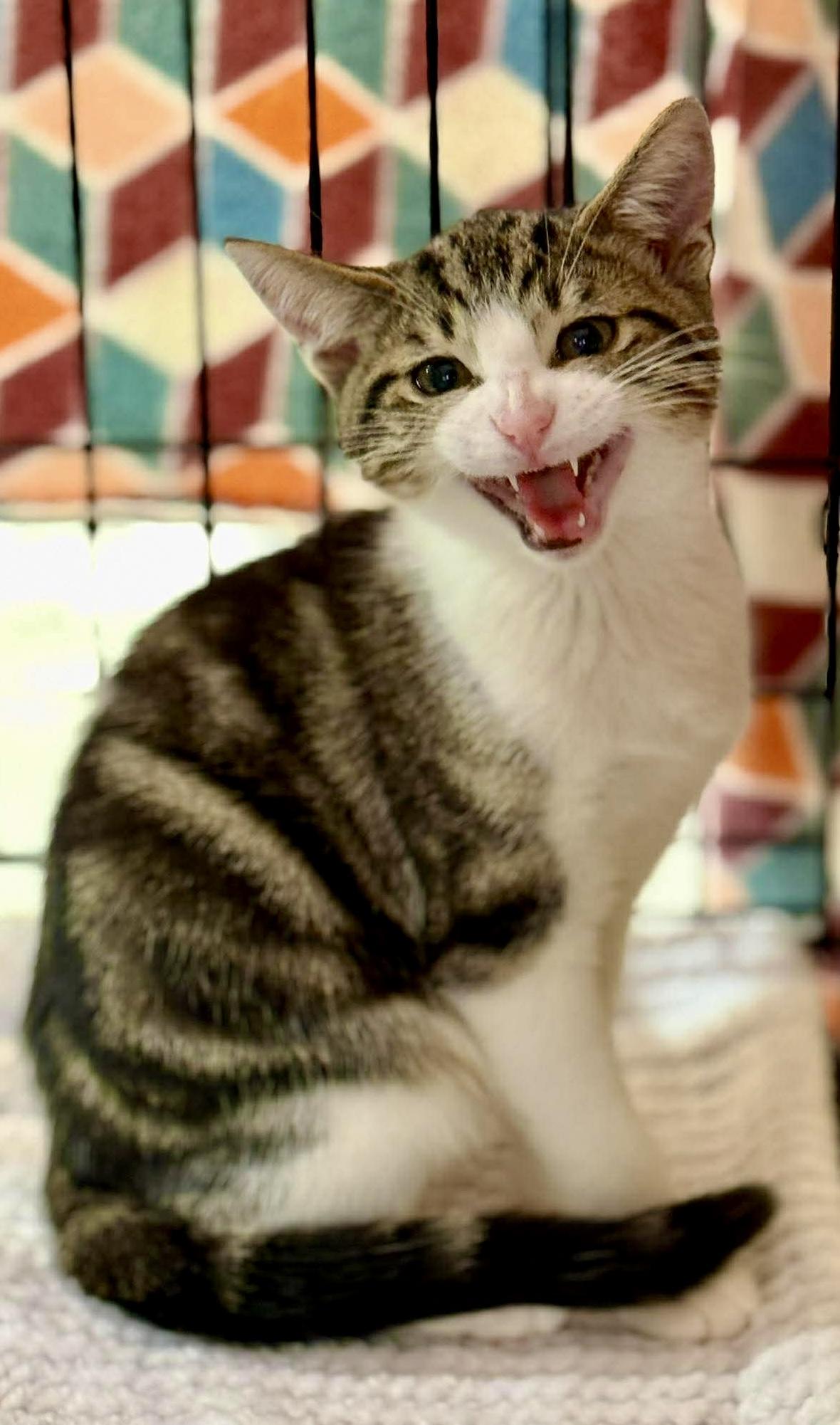 Enlarge Bingley kitten, an adopted Domestic Short Hair in Jackson, GA image 1/5